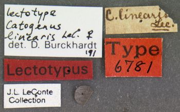 Media type: image;   Entomology 6781 Aspect: labels